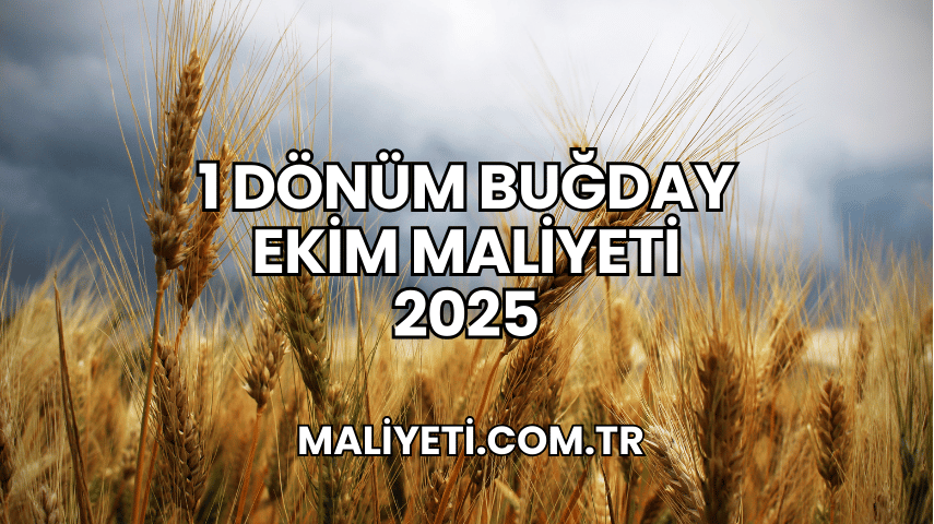 1 Dönüm Buğday Ekim Maliyeti 2025