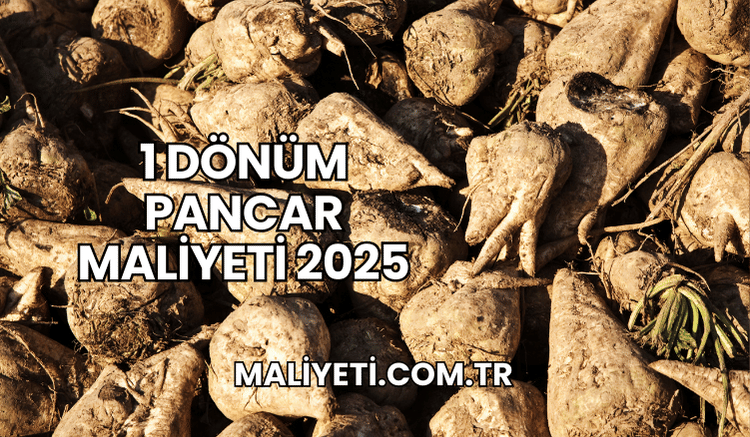 1 Dönüm Pancar Maliyeti 2025