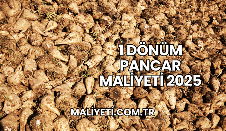 1 Dönüm Pancar Maliyeti 2025