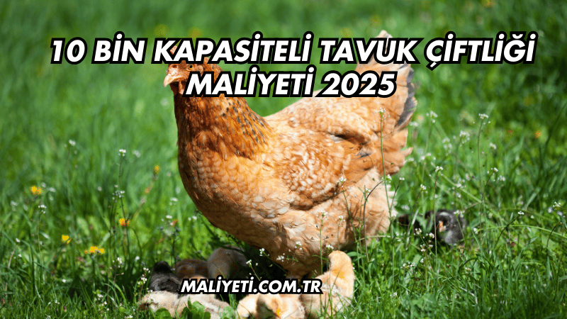 10 Bin Kapasiteli Tavuk Çiftliği Maliyeti 2025