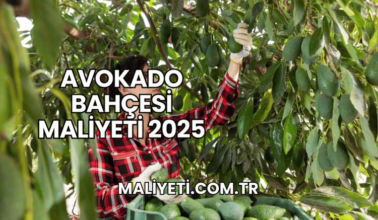 Avokado Bahçesi Maliyeti 2025