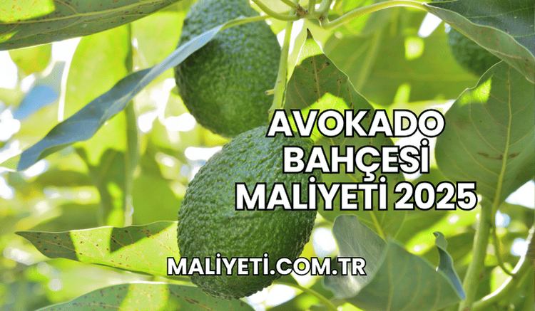 Avokado Bahçesi Maliyeti 2025