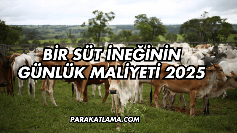 Bir Süt İneğinin Günlük Maliyeti 2025