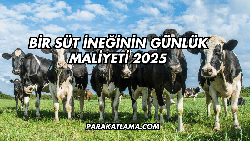 Bir Süt İneğinin Günlük Maliyeti 2025