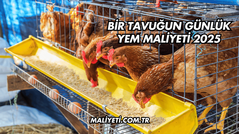 Bir Tavuğun Günlük Yem Maliyeti 2025