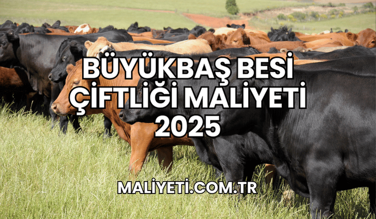 Büyükbaş Besi Çiftliği Maliyeti 2025