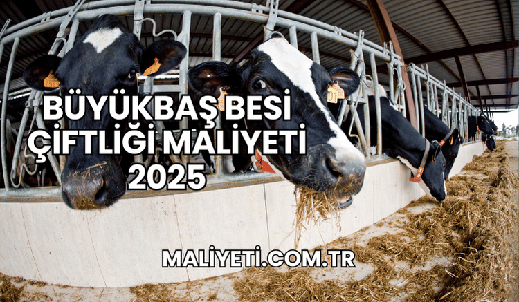 Büyükbaş Besi Çiftliği Maliyeti 2025