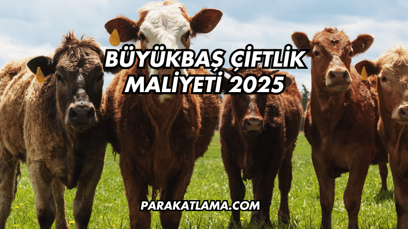 Büyükbaş Çiftlik Maliyeti 2025