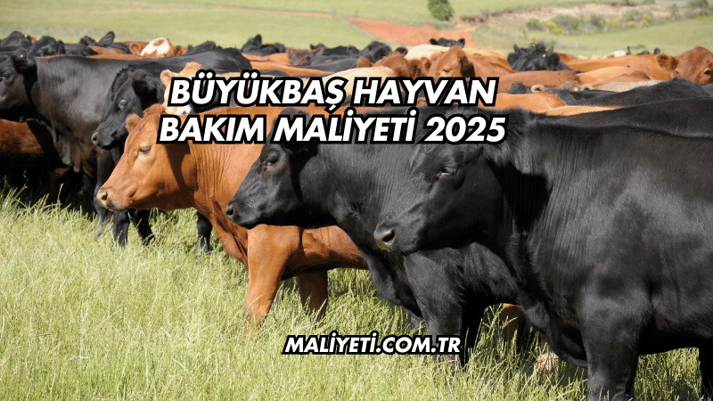 Büyükbaş Hayvan Bakım Maliyeti 2025