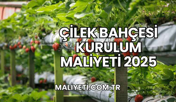 Çilek Bahçesi Kurulum Maliyeti 2025