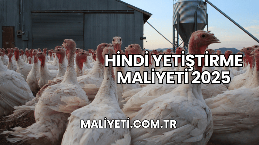 Hindi Yetiştirme Maliyeti 2025