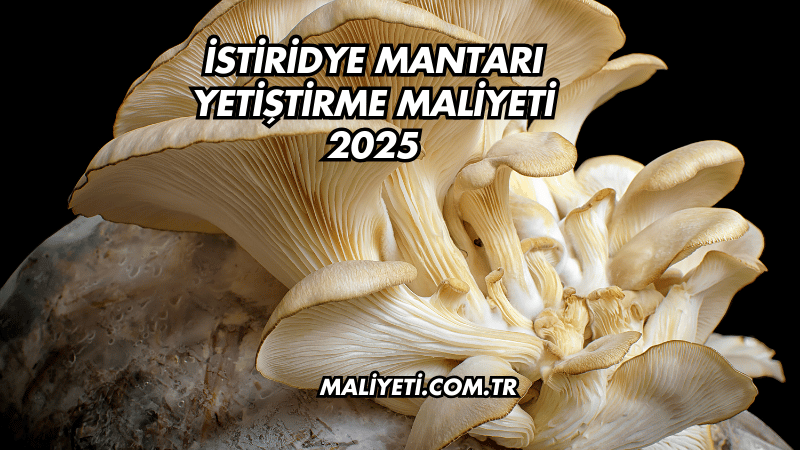 İstiridye Mantarı Yetiştirme Maliyeti 2025