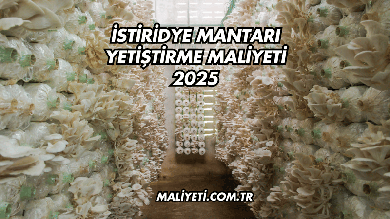 İstiridye Mantarı Yetiştirme Maliyeti 2025