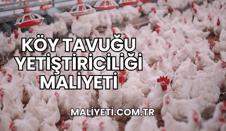 Köy Tavuğu Yetiştiriciliği Maliyeti