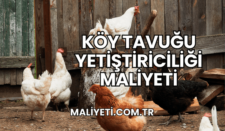 Köy Tavuğu Yetiştiriciliği Maliyeti