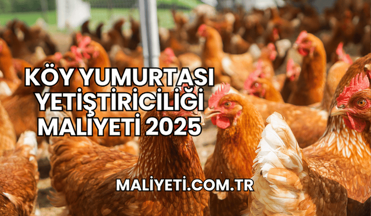 Köy Yumurtası Yetiştiriciliği Maliyeti 2025