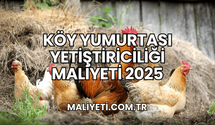 Köy Yumurtası Yetiştiriciliği Maliyeti 2025