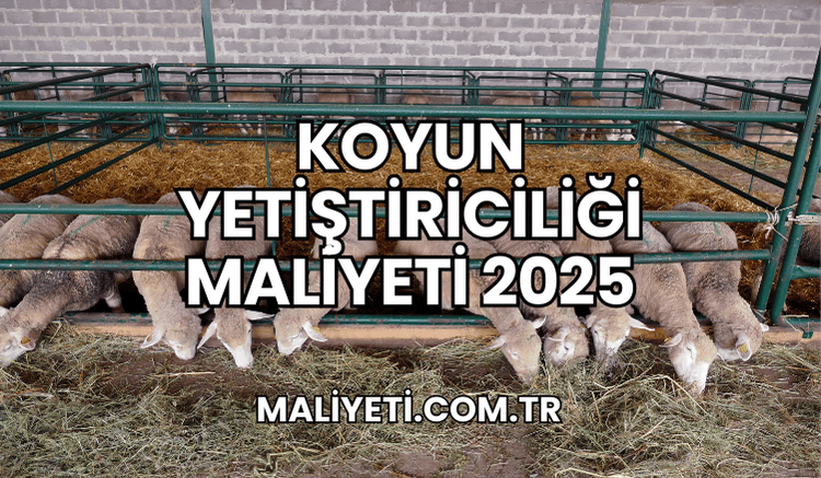 Koyun Yetiştiriciliği Maliyeti 2025