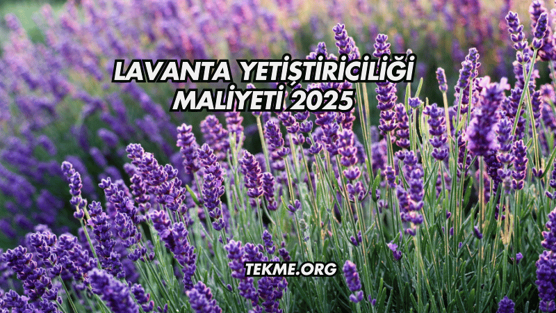 Lavanta Yetiştiriciliği Maliyeti 2025