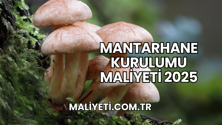 Mantarhane Kurulumu Maliyeti 2025