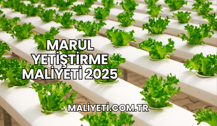 Marul Yetiştirme Maliyeti 2025