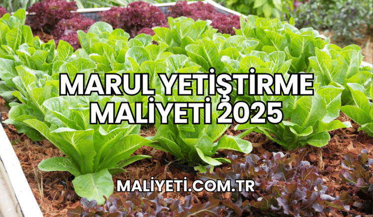 Marul Yetiştirme Maliyeti 2025