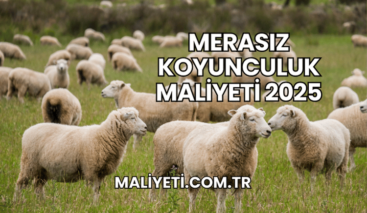 Merasız Koyunculuk Maliyeti 2025