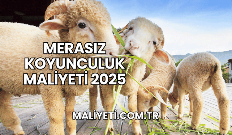 Merasız Koyunculuk Maliyeti 2025