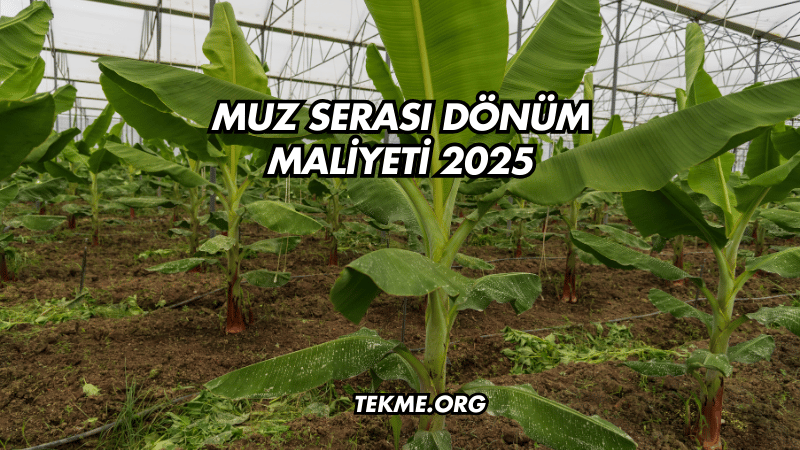 Muz Serası Dönüm Maliyeti 2025