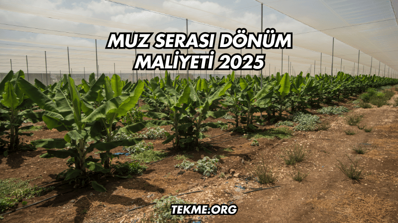 Muz Serası Dönüm Maliyeti 2025