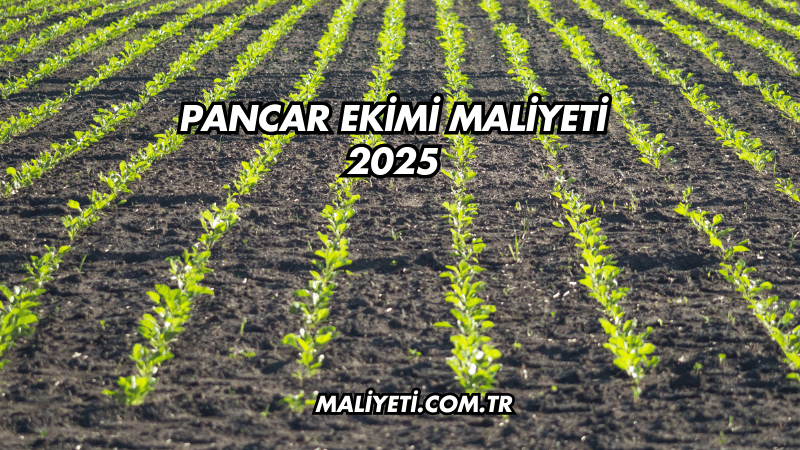 Pancar Ekimi Maliyeti 2025