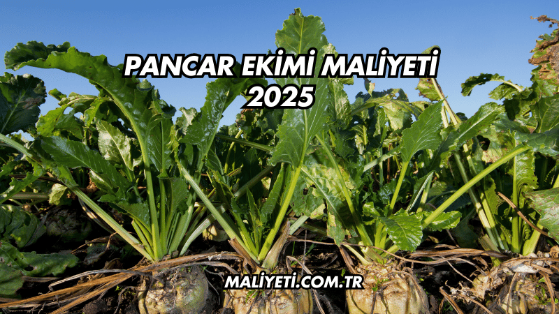 Pancar Ekimi Maliyeti 2025