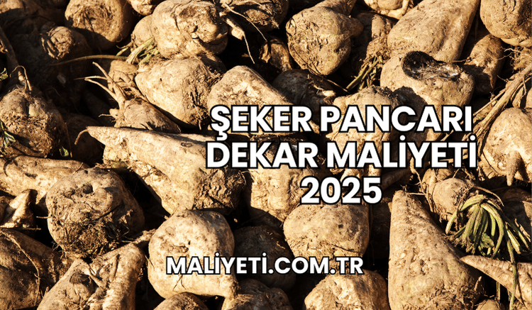 Şeker Pancarı Dekar Maliyeti 2025