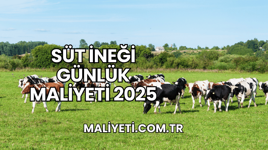 Süt İneği Günlük Maliyeti 2025