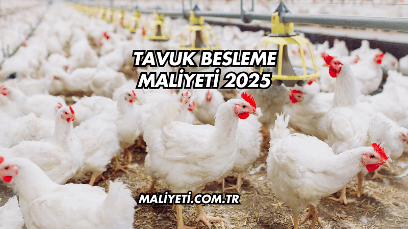 Tavuk Besleme Maliyeti 2025