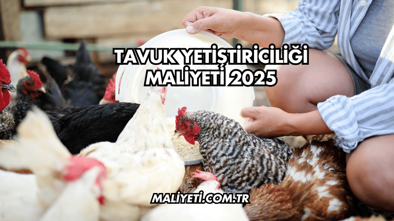 Tavuk Yetiştiriciliği Maliyeti 2025