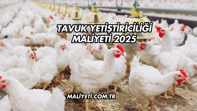 Tavuk Yetiştiriciliği Maliyeti 2025