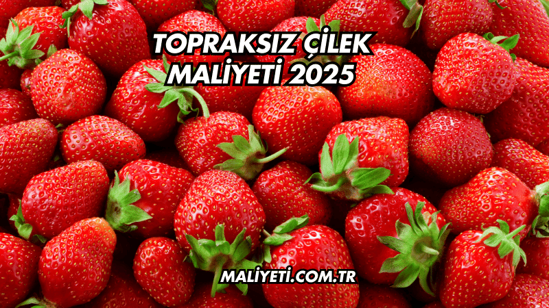 Topraksız Çilek Maliyeti 2025