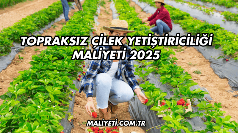 Topraksız Çilek Yetiştiriciliği Maliyeti 2025