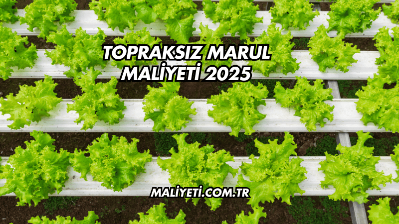 Topraksız Marul Maliyeti 2025