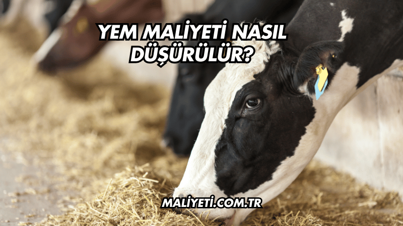 Yem Maliyeti Nasıl Düşürülür?