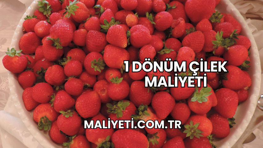 1 Dönüm Çilek Maliyeti