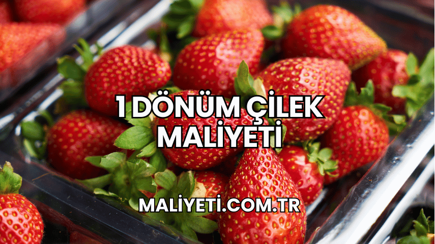 1 Dönüm Çilek Maliyeti